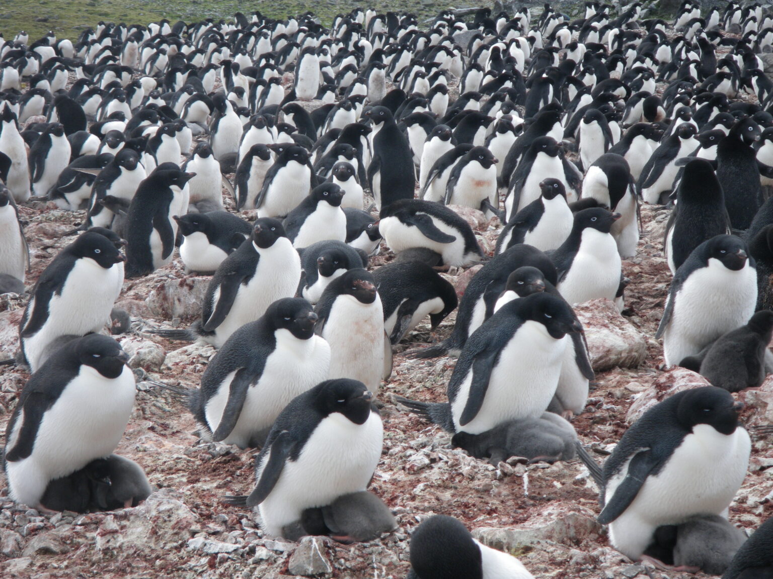 Penguins Under Pressure: Satellite Images Reveal the Impact of Climate Change on Adélie Penguins
